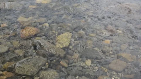 Clean water of the Northern river. Stock Footage 114805391