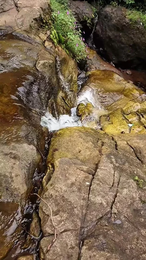 Clean Water at River in the Rain Forest Stock Footage 312270084