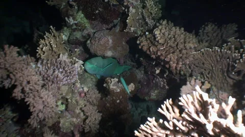 Clean water serves as perfect backdrop to highlight impressive parrotfish. Stock Footage 271190726