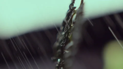 Clean water sprayed on small tree branch with green leaves Stock Footage 236928146