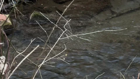 Clean water stream cold mountain creek clear surface, up close Stock Footage 321099310