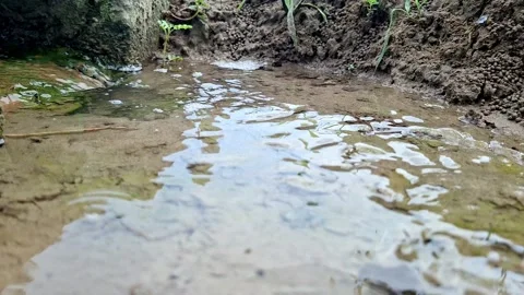 Clean Water Stream Flowing On Muddy Dirt Channel Stock Footage 343324309