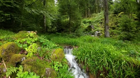 Clean water stream in lush Forest in a preserved area of Vosges, France 库存影片 253971665