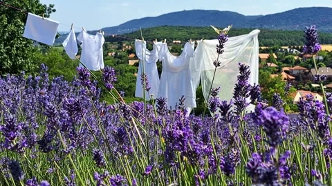 Clean white clothes and sheets dry in the breeze Stock Footage 319902438