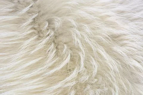 Clean white fur texture using abstract background wallpaper design Foto stock