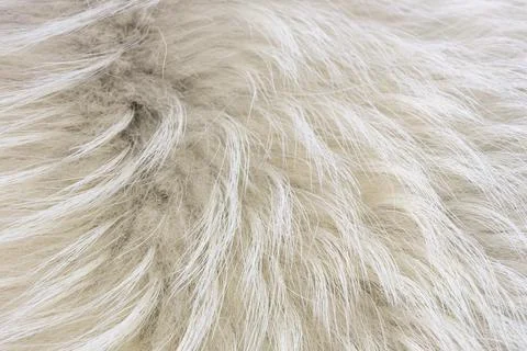 Clean white fur texture using abstract background wallpaper design 스톡 사진