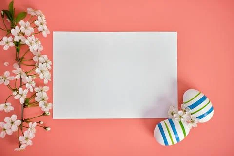 A clean white leaf, a cherry branch and Easter eggs with blue stripes on a pink Stock Photos