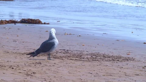 Clean White Seagull On The Beach Looking Out On The Ocean As The Waves Roll In Stock Footage 152800473