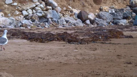 Clean White Seagull On The Beach Looking Out To Sea Stock Footage 152800487
