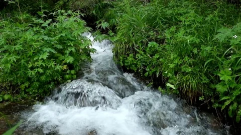 Clean wild creek close up Stock Footage