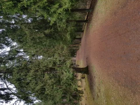 Clean wild forest Stock Photos