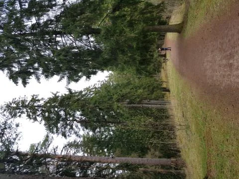 Clean wild forest Stock Photos