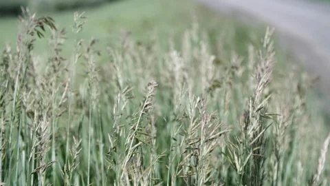 Clean wind blowing through prairie grass near wind energy site Video stock 86092028