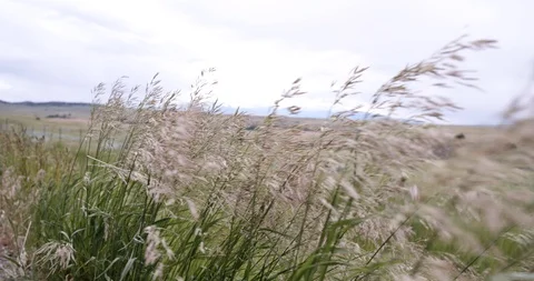 Clean wind blowing through prairie grass near wind energy site Stock Footage 86092310