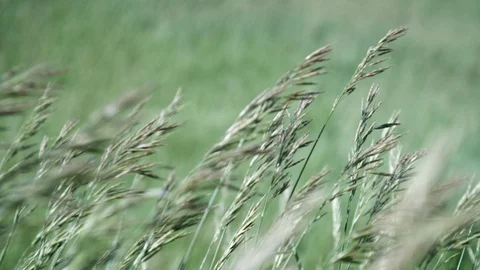 Clean wind blowing through prarie grass near wind energy site Video stock 86091996
