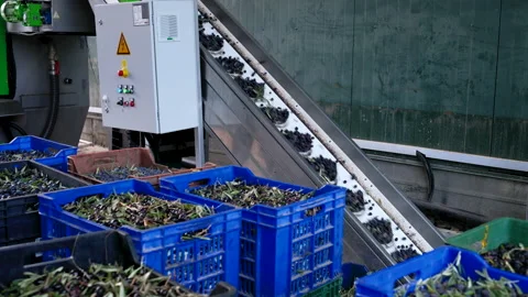 Cleaned and sorted olives before the press processing for olive oil production Stock Footage 295928647
