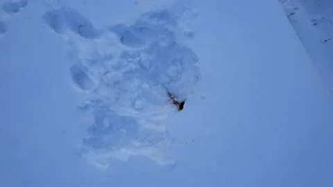 Cleaned the chimney from the snow in the hut Vídeos de archivo 232774299