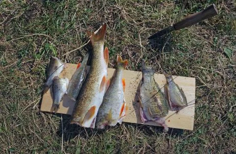 Cleaned fish on the kitchen blackboard Foto stock