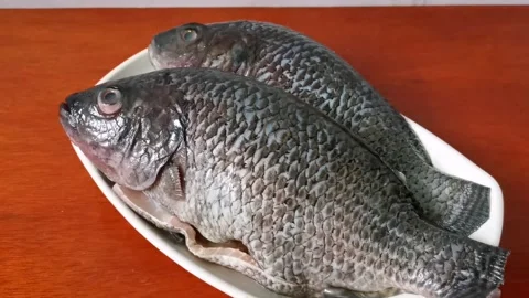 Cleaned Raw Tilapia Fish Stock Footage 159319363