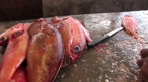 Cleaned Red Snapper by Fishermen 2 Stock-Footage 40868981