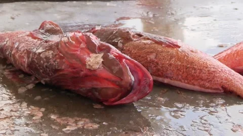 Cleaned Red Snapper by Fishermen Stock-Footage 40868974