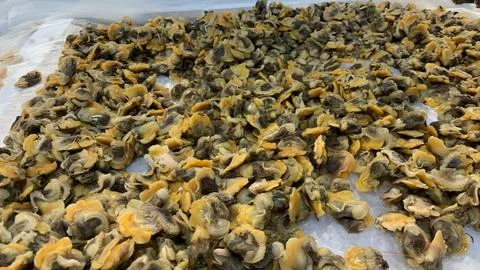 Cleaned shellfish meat spread across an ice bed at a seafood market Stock Photos