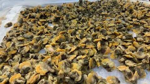 Cleaned shellfish meat spread across an ice bed at a seafood market Stock Photos