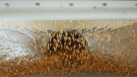 Cleaned wheat grains fall into the modern automated mill Vidéo 95797939
