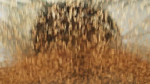 Cleaned wheat grains fall into the modern automated mill Stock Footage 96474331