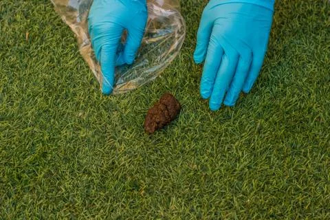 Cleaner cleaning grass from shit by hands in gloves outdoor process wallpaper Stock Photos