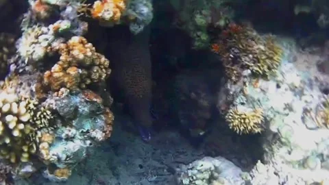  Cleaner Fish Approaches Moray Eel with Mouth Wide Open in Cave, Marsa Alam, Egy Vídeos de archivo 343317142