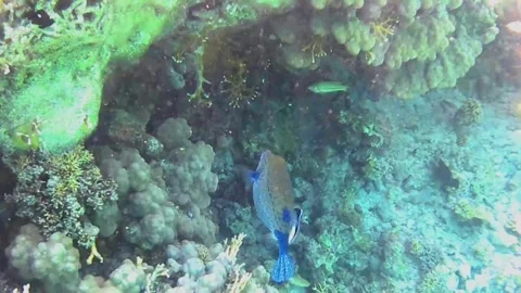 Cleaner Fish Cleaning a Blue Boxfish, Marsa Alam, Egypt Stock-Footage 343310037
