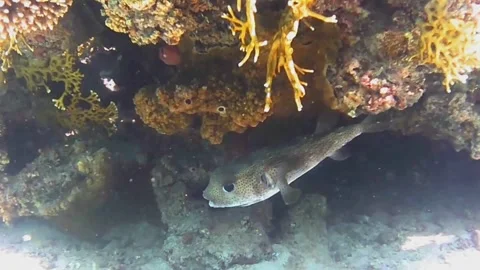 Cleaner Fish Cleaning a Long-Spined Sea Urchin in Marsa Alam, Egypt Vídeos de archivo 343727610