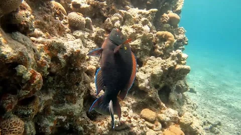 A cleaner fish cleans a large fish Stock Footage 311300348