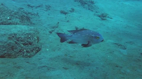 Cleaner fish Stock Footage 45163896