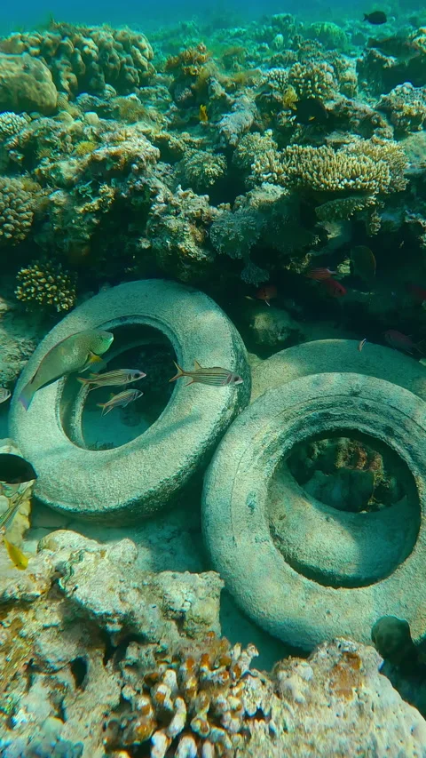 Cleaner fish set up cleaning station for tropical fishes over old car tires Stock Footage 325391097