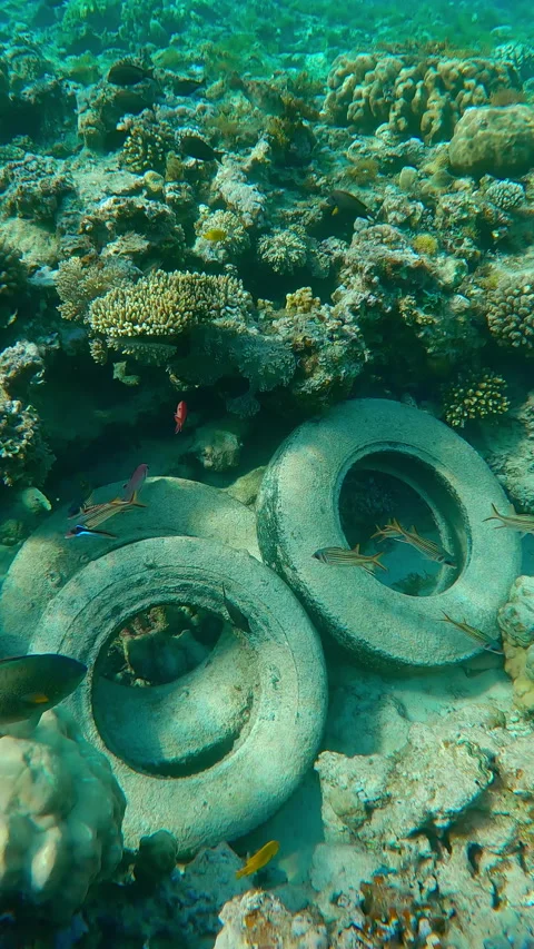 Cleaner fish set up cleaning station for sea animals over old car tires Stock Footage 328414281