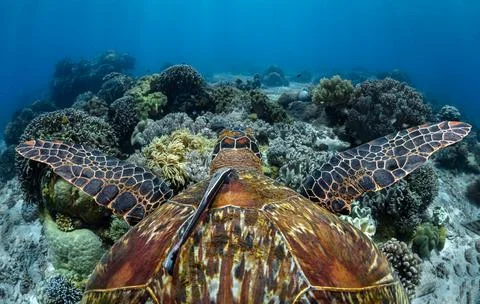 Cleaner fish on the shell of a sea turtle swimming over a coral reef in the Stock Photos