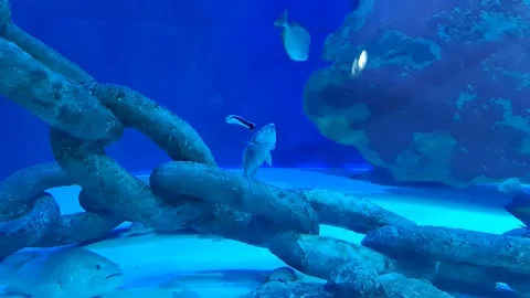 Cleaner Fish at Work Stock Footage 197403696