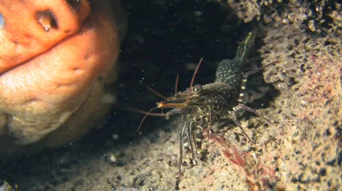 Cleaner Shrimp and Moray Eel HD Stock Footage 475216