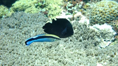 Cleaner wrasse Stock Footage 114991543