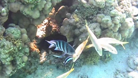 Cleaner Wrasses Cleaning Goatfish, Sergeant Majors and Zebrasoma Tangs Stock Footage 339731854