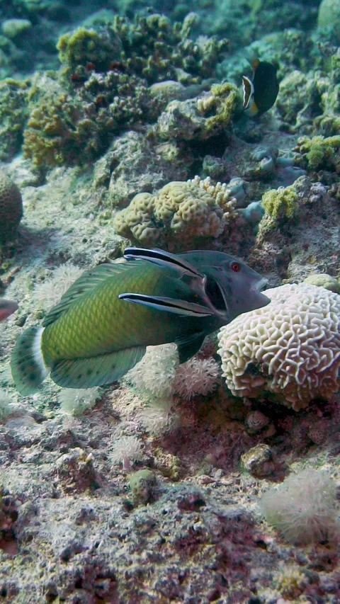 Cleaners Stock Footage 225433689