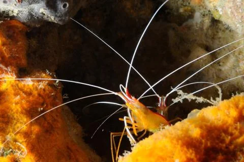 Cleaners Stock Photos