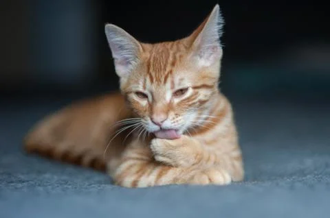 Cleaning and grooming Stock Photos