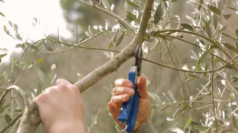 Cleaning and pruning of olive tree Foto stock