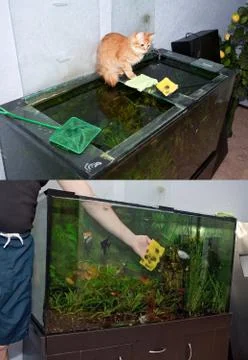 Cleaning the aquarium Foto stock