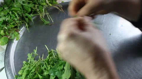 Cleaning Arugula Stock Footage 22034901