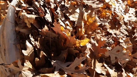 Cleaning up Autum Leaves Video stock 89410992