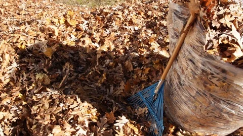 Cleaning up Autum Leaves Video stock 89410995